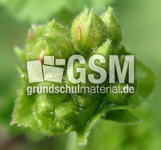 Geranienknospen.jpg
